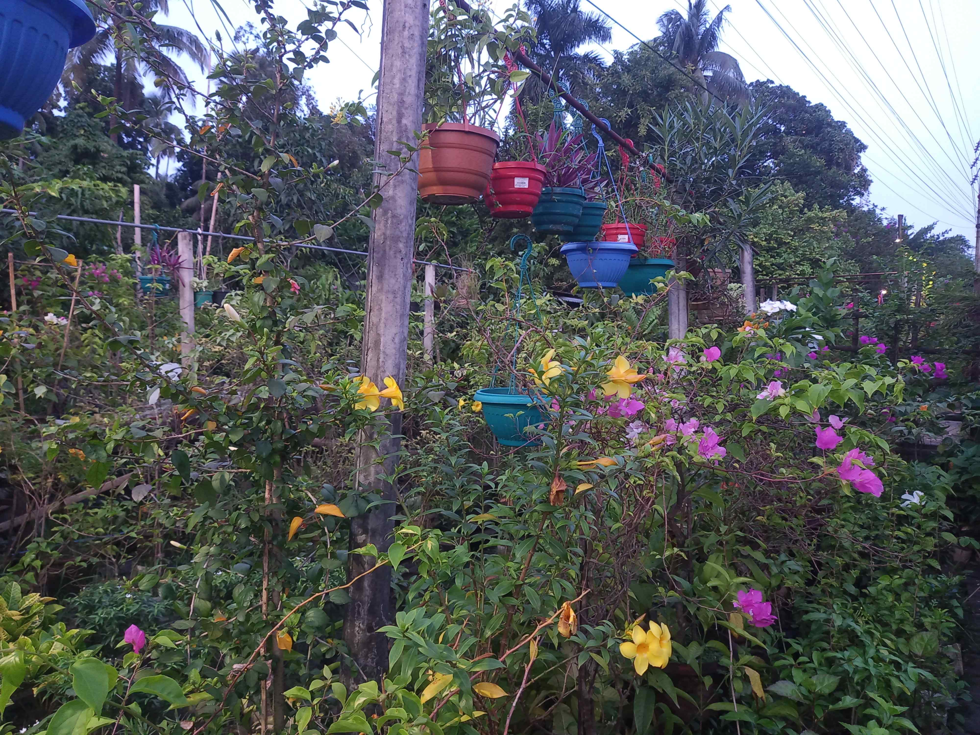 সোনালী নার্সারি