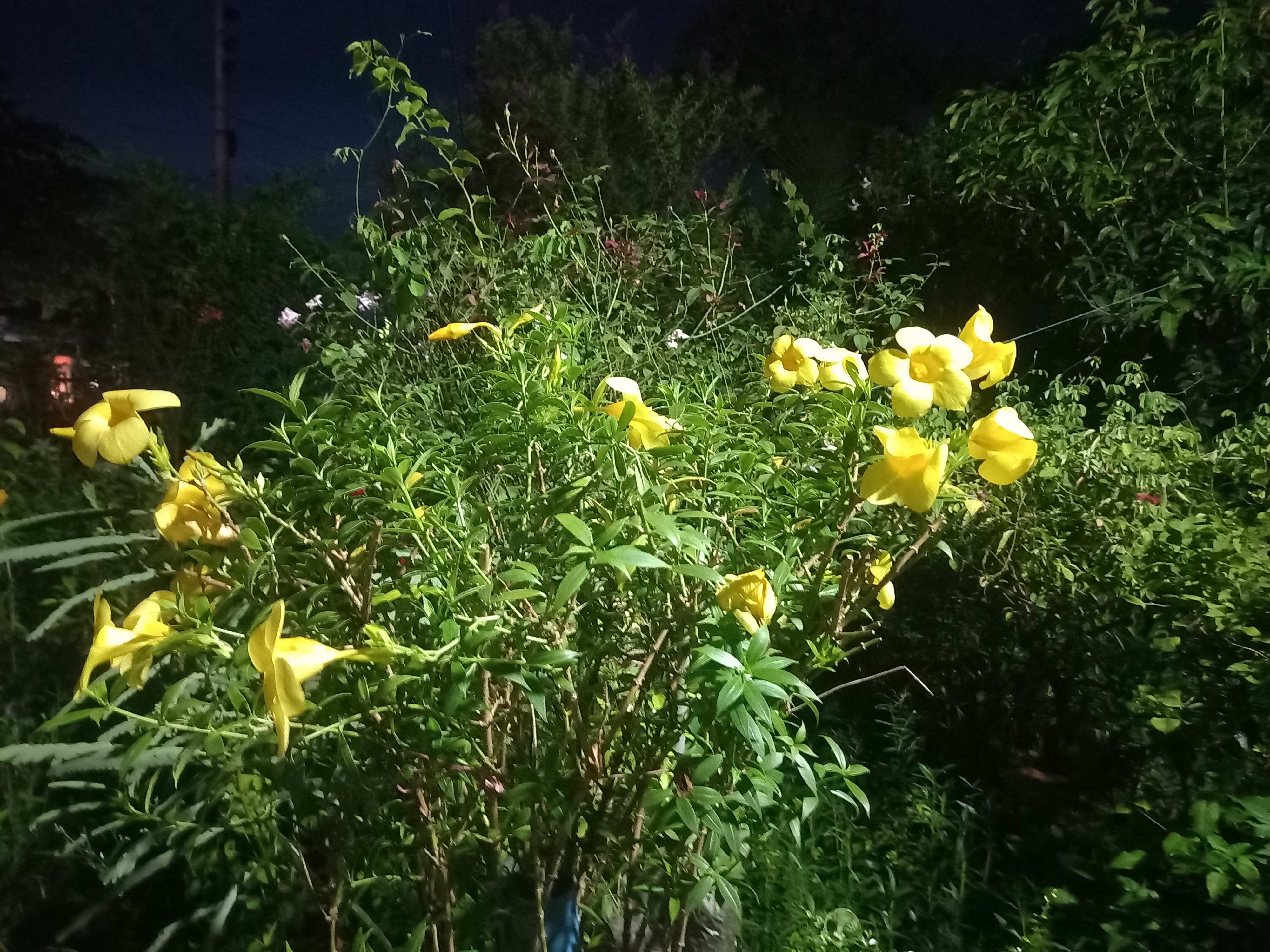 মহুয়া পুষ্প উদ্যান