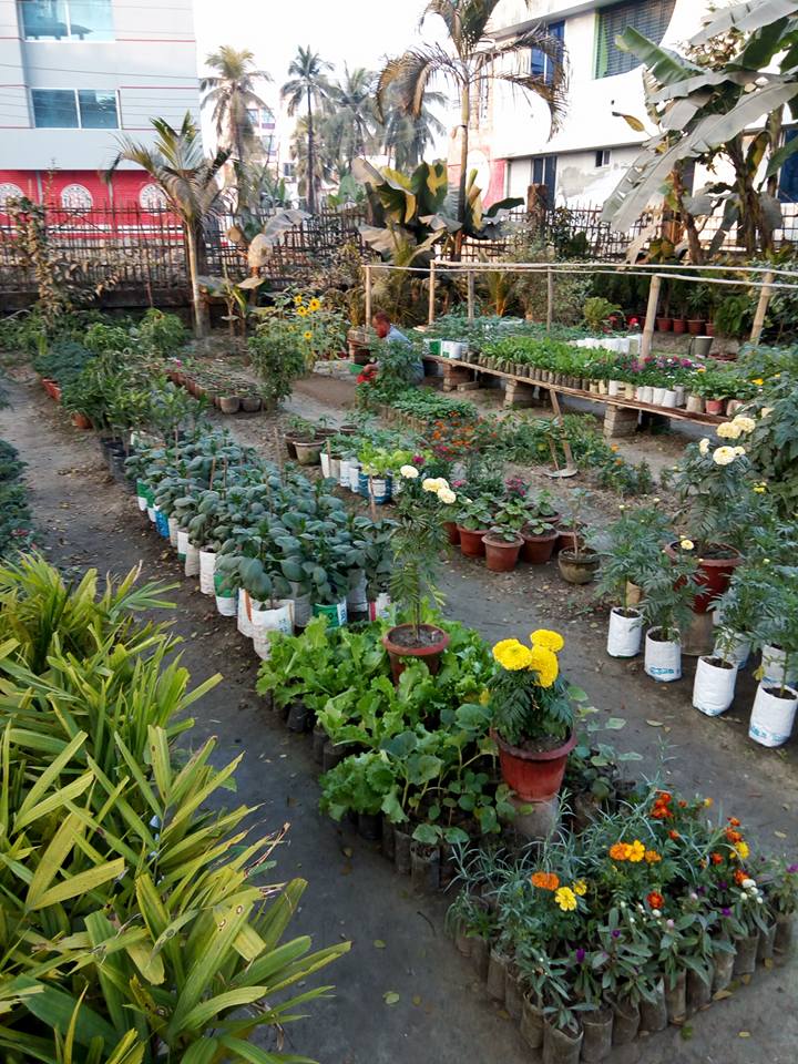 Dahlia Nursery