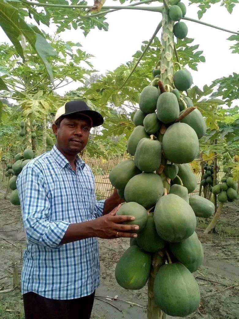 রেজুয়ান নার্সারি (Bogra)