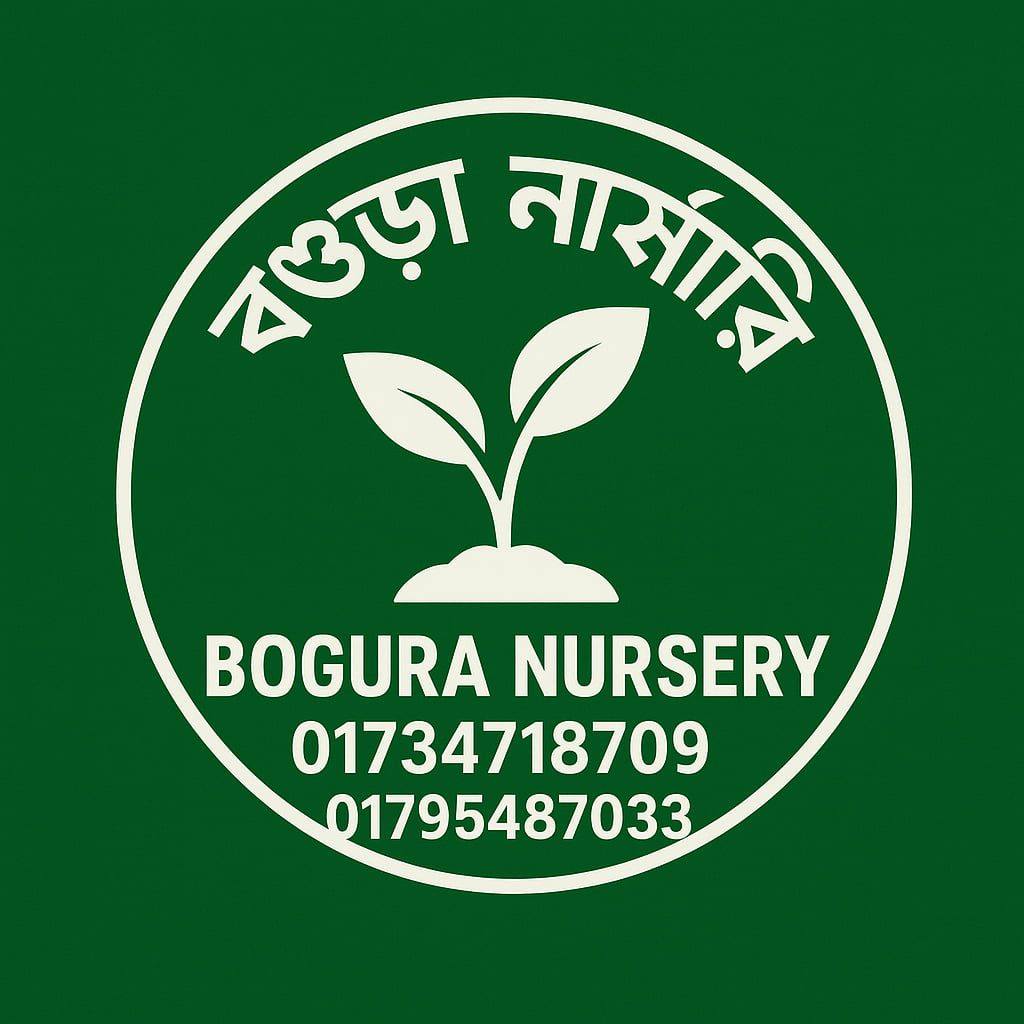 Bogra Nursery বগুড়া নার্সারি (Puran Bogra)
