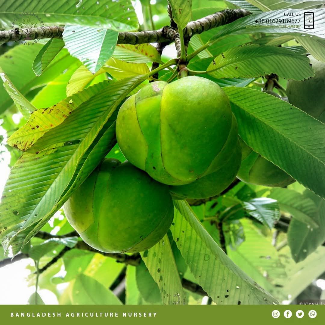 Bangladesh Agriculture Nursery 