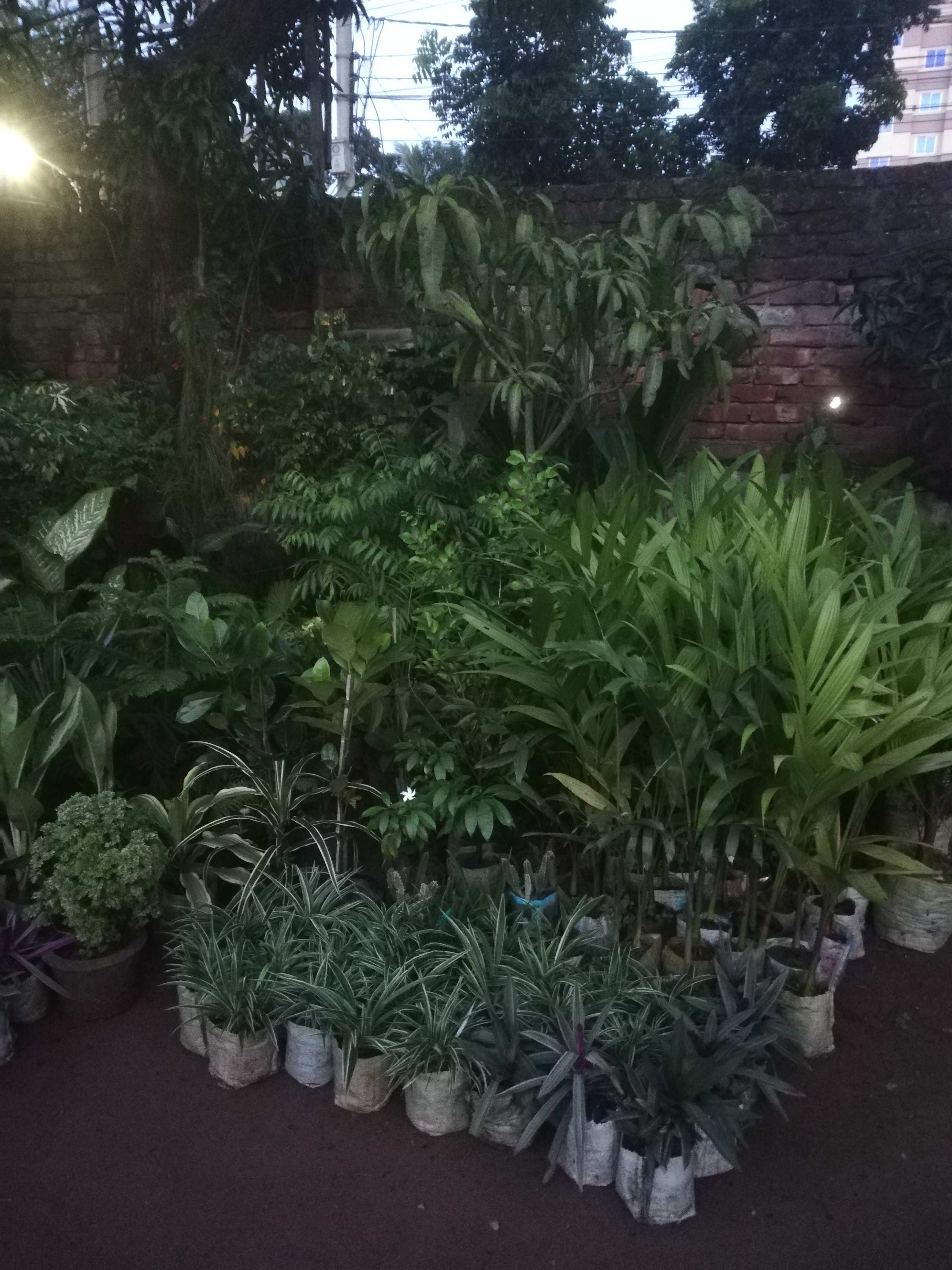 নন্দনপুর নার্সারী 