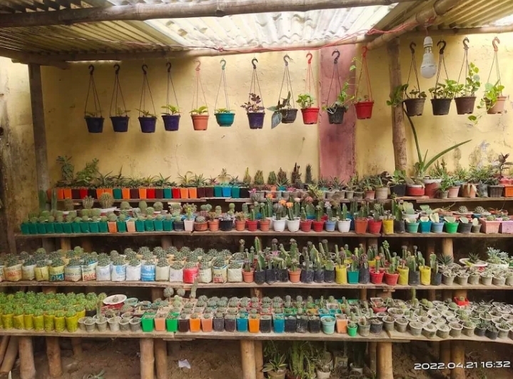 মোল্লা নার্সারি