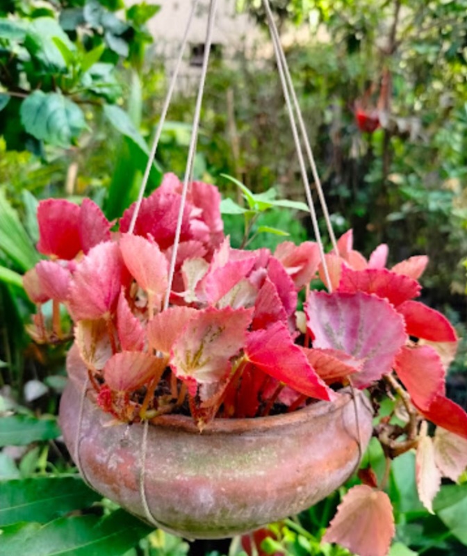 মেসার্স সোহাগ নার্সারি 