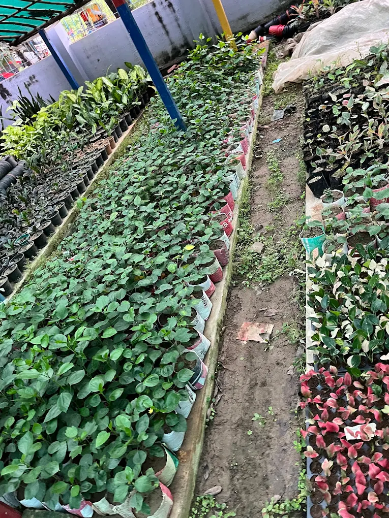 সুমন নার্সারি