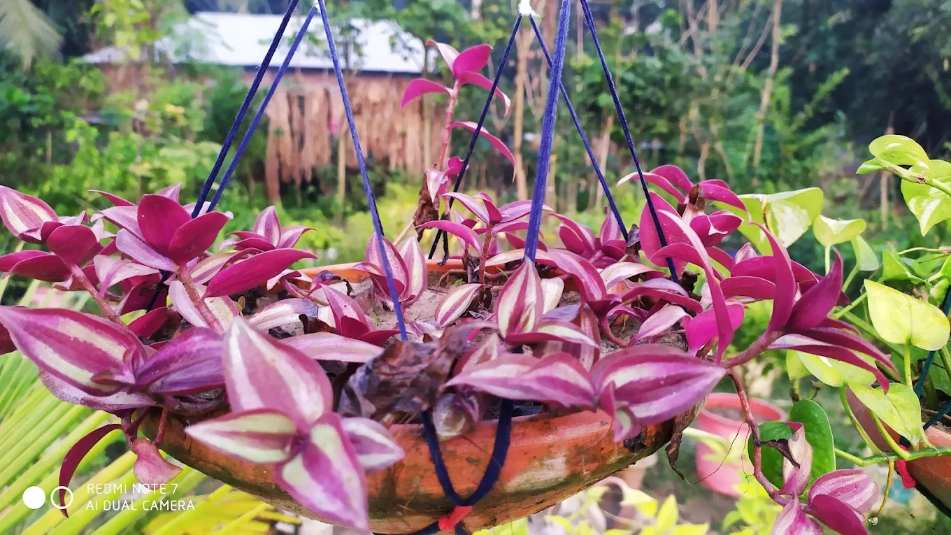 রহমান নার্সারি