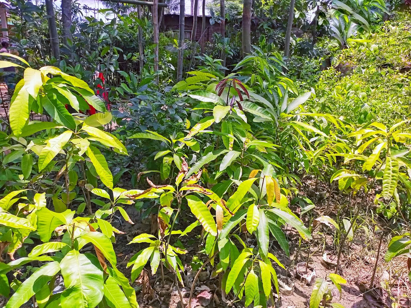 হুসাইন নার্সারি